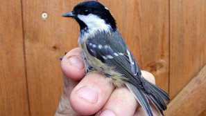 Ako kŕmenie mláďat kurčiat doma